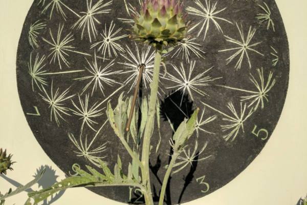 A-Sgrafitto-Dandilion-Sundial-scaled-600x400 Vertical