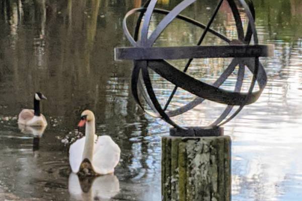 Swan-time-scaled-600x400 Brass