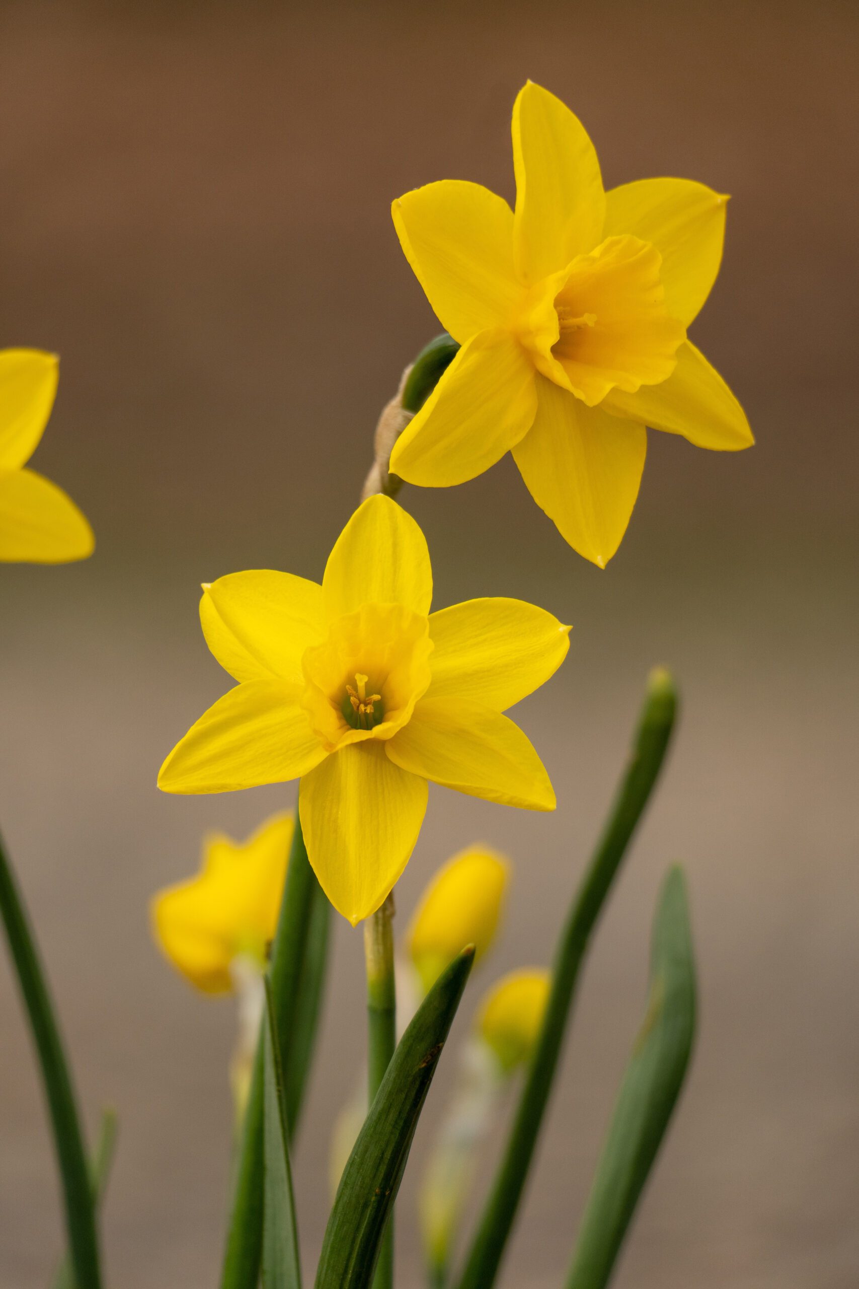 Daffodils and Sundials Border Sundials